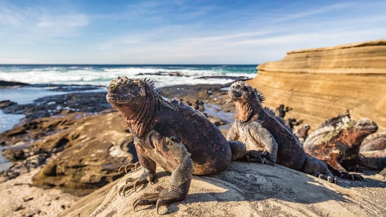Iguanas-Galapagos.jpg