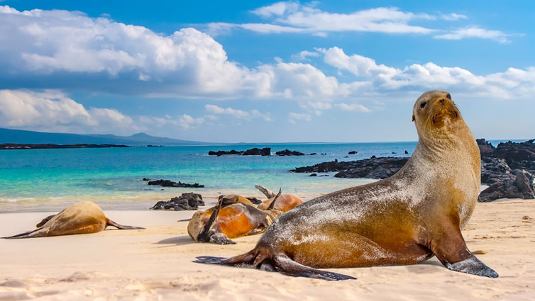 Seals-Galapagos.jpg